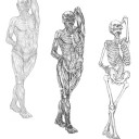 anatomy-silver