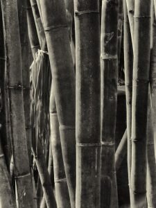 Learning to See in Black and White with Beth Reynolds bamboo